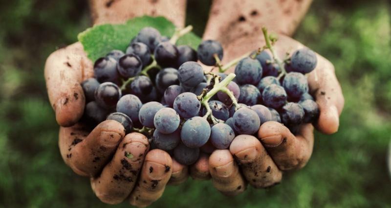 Vinho Biodinâmico